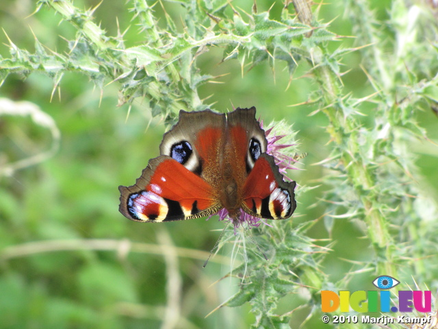 SX16056 Peacock butterfrly (Nymphalis io) on Thisle